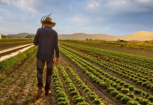 Ülke ekonomisinin bel kemiğini oluşturan tarım sektöründe, en kritik rolü üstlenen meslek gruplarından biri çiftçidir. Toprağı işleyerek ürün yetiştiren, hayvan besleyen ve tarım üretim süreçlerini yöneten çiftçi, hem gıda güvenliği hem de ekonomik denge açısından hayati bir göreve sahiptir. Modern tarım tekniklerinin yanı sıra geleneksel yöntemleri de kullanan çiftçi, mevsim şartlarına ve pazar taleplerine uygun üretim yapar. Konulu bir haber görseli.
