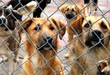 Hayvanların bakımı ve refahı, özellikle evcil hayvan sahipleri ve hayvan barınakları için son derece önemlidir. Bu noktada hayvan bakıcıları, hayvanların günlük ihtiyaçlarını karşılayan, sağlıklarını kontrol eden ve genel olarak yaşam kalitelerini artıran profesyoneller olarak öne çıkar. Bir hayvan bakıcısı, sadece besleme ve temizlik ile ilgilenmez; aynı zamanda hayvanların psikolojik durumunu takip eder, egzersiz ihtiyaçlarını karşılar ve gerektiğinde veterinerlerle iş birliği yapar. Konulu bir haber görseli.