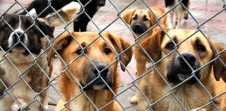 Hayvanların bakımı ve refahı, özellikle evcil hayvan sahipleri ve hayvan barınakları için son derece önemlidir. Bu noktada hayvan bakıcıları, hayvanların günlük ihtiyaçlarını karşılayan, sağlıklarını kontrol eden ve genel olarak yaşam kalitelerini artıran profesyoneller olarak öne çıkar. Bir hayvan bakıcısı, sadece besleme ve temizlik ile ilgilenmez; aynı zamanda hayvanların psikolojik durumunu takip eder, egzersiz ihtiyaçlarını karşılar ve gerektiğinde veterinerlerle iş birliği yapar. Konulu bir haber görseli.