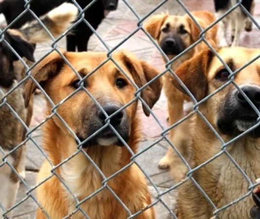 Hayvanların bakımı ve refahı, özellikle evcil hayvan sahipleri ve hayvan barınakları için son derece önemlidir. Bu noktada hayvan bakıcıları, hayvanların günlük ihtiyaçlarını karşılayan, sağlıklarını kontrol eden ve genel olarak yaşam kalitelerini artıran profesyoneller olarak öne çıkar. Bir hayvan bakıcısı, sadece besleme ve temizlik ile ilgilenmez; aynı zamanda hayvanların psikolojik durumunu takip eder, egzersiz ihtiyaçlarını karşılar ve gerektiğinde veterinerlerle iş birliği yapar. Konulu bir haber görseli.