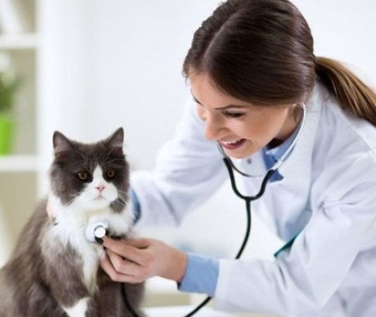 Hayvanların sağlığı ve refahı, toplumların gelişmişlik düzeyini gösteren önemli unsurlardan biridir. Bu noktada görev alan veteriner hekimler, hem hayvanların yaşam kalitesini artırır hem de insan sağlığını dolaylı olarak korur. Günümüzde artan evcil hayvan sahipliği ve hayvancılık faaliyetleri, veterinerlik mesleğinin önemini daha da artırmıştır. Peki veteriner kimdir, hangi görevleri üstlenir ve veteriner ne kadar kazanır sorusunun yanıtı nedir? Konulu bir haber görseli.