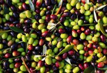 Tarım ve gıda sektörü, üretimden tüketime kadar birçok aşamayı kapsayan geniş bir alandır. Bu sürecin en önemli halkalarından biri de ürünlerin işlenmesi ve tüketime hazır hale getirilmesidir. Özellikle zeytin gibi değerli bir tarım ürününün işlenmesi, uzmanlık gerektiren bir süreçtir. Bu noktada görev alan zeytin işleme teknisyeni, zeytinin ham halden sofraya ulaşana kadar geçen tüm işleme aşamalarında aktif rol oynayan önemli bir meslek grubudur. Konulu bir haber görseli.