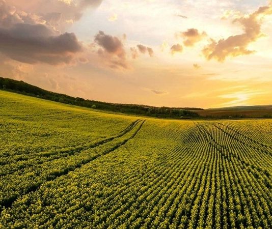 Tarım sektörü, insanlığın en temel ihtiyaçlarından biri olan gıdanın üretimini sağlayan kritik bir alandır. Bu alanda bilimsel yöntemleri kullanarak üretimi artıran, verimliliği yükselten ve sürdürülebilirliği sağlayan profesyoneller ise ziraat mühendisi olarak adlandırılır. Günümüzde artan nüfus, iklim değişikliği ve doğal kaynakların sınırlı olması gibi faktörler, ziraat mühendisliği mesleğini her zamankinden daha önemli hale getirmiştir. Konulu bir haber görseli.